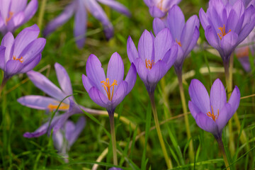 Fototapeta premium purple crocuses in the grass