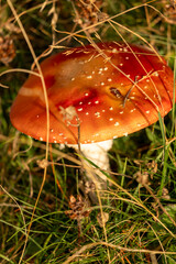fly agaric mushroom