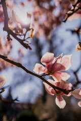 Magnolie