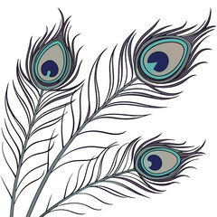Obraz premium Vector art of elegant peacock feather illustration, showcasing intricate details and vibrant colors, perfect for adding a touch of sophistication to any design