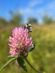 Bumblebee on pink clover blossom with pollen in summer meadow