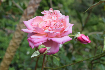 Closeup of Vibrant Red Rose Bloom with Buds on Green Stem Against Blue Sky in Garden Background. Beautiful Red Rose Flower in Full Bloom Surrounded by Green Leaves in Natural Outdoor Setting. Red Rose
