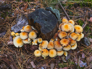 Cluster of Sulphur Tuft Mushrooms (Hypholoma fasciculare) Growing on a Tree Stump in Forest