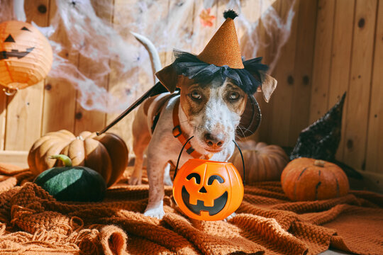 Jack Russell Terrier in Halloween witch costume with Jack-o-Lantern