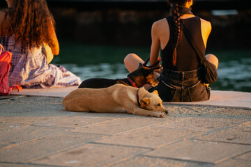 Fototapete bei efototapeten.de bestellen   