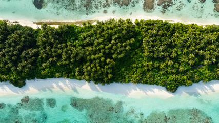 Aerial top  view of lush jungle vegetation and palm trees in the island at Maldives