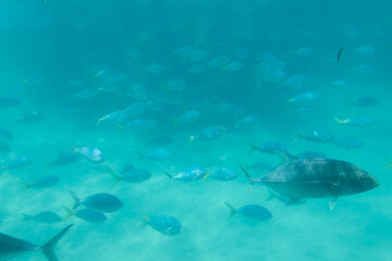 Fototapeta premium A Solitary Giant Trevally with a Distant School 