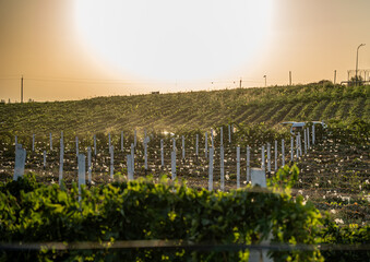 Grape field at sunset in Parkent, Uzbekistan