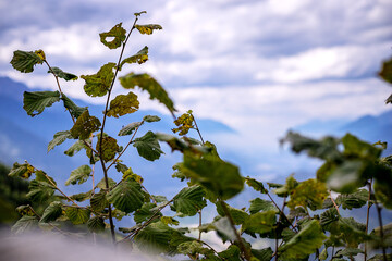 Autunno Riserva Naturale di Pian di Gembro