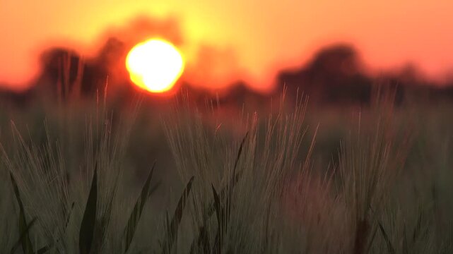 Wheat in Agriculture Field, Ear in Sunset, Agricultural View Grains, Cereals Crop in Sunrise, Agrarian Industry