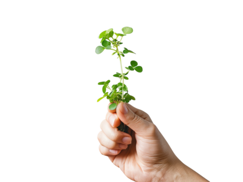 Hand Holding Small Green Plant file image isolated on a transparent background