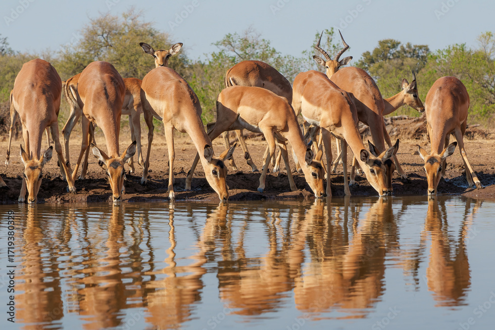 Canvas Prints impala drinking in the early morning at a waterhole in mashatu game reserve in the tuli block in bot