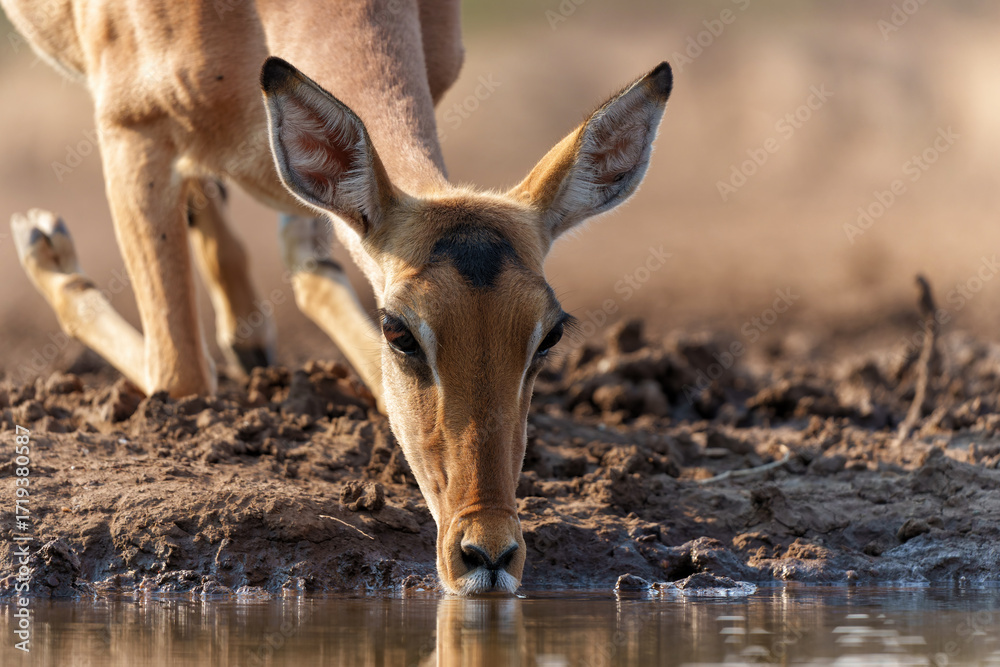 Canvas Prints impala drinking in the early morning at a waterhole in mashatu game reserve in the tuli block in bot