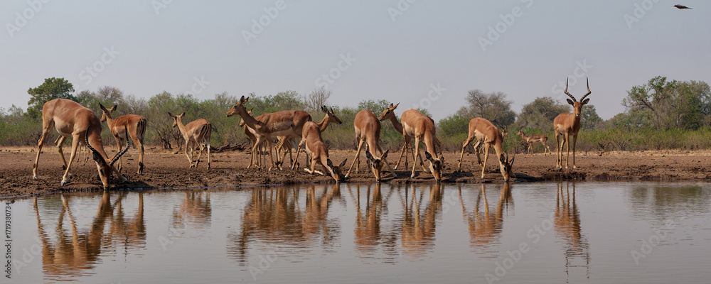 Canvas Prints impala drinking in the early morning at a waterhole in mashatu game reserve in the tuli block in bot