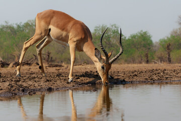 Fototapeta premium Impala drinking in the early morning at a waterhole in Mashatu Game Reserve in the Tuli Block in Botswana