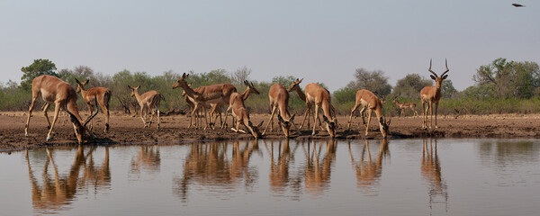 Impala drinking in the early morning at a waterhole in Mashatu Game Reserve in the Tuli Block in Botswana