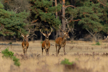Fototapeta premium Young Red Deer male looking for a mating chance in rutting season in National park Hoge Veluwe - The Netherlands