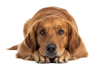 A golden retriever rests, head in paws, against a black background.