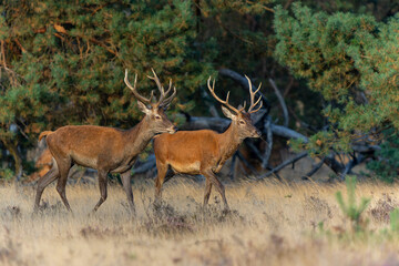 Obraz premium Young Red Deer male looking for a mating chance in rutting season in National park Hoge Veluwe - The Netherlands