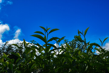 Tea leaves in closeup photo. Fresh Green tea tree leaves in eco herbal farm. Tree tea plantations...