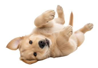 Playful golden retriever puppy lying on its back, paws in the air, against a black backdrop.
