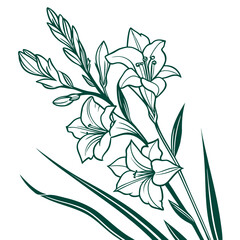gladiolus green with leaves