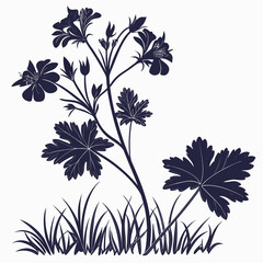 black and white geranium hardy
