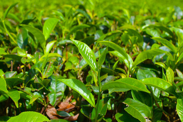 Tea leaves in closeup photo. Fresh Green tea tree leaves in eco herbal farm. Tree tea plantations in morning sunlight. Drinking organic tea relax heath plant. Green tea trees with two leaves and a bud