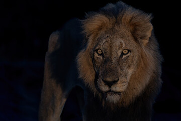 Dominant male lion hunting in the spotlight in the night in Sabi Sands Game Reserve in the Greater...