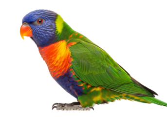 A vibrantly colored parrot, showcasing a spectrum of hues, is presented against a stark black backdrop.