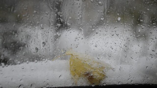 A view from the window of a heavy snowstorm. Drops of melted snow, a yellow maple leaf, are blurred on the glass. There was a lot of snow on the tree branches and leaves. Snow is drifting onto the gla