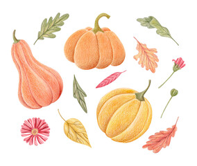 Hand drawn illustration set of pumpkins, autumn leaves and flowers isolated on white. Fall clipart for Halloween, harvest season, Thanksgiving decor, invitations, greeting cards and seasonal designs.