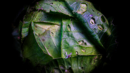 Close up of cabbage in a field