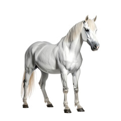 Fototapeta premium A light grey horse, slightly muscular, stands calmly against a black background. Its mane and tail are lighter, almost white