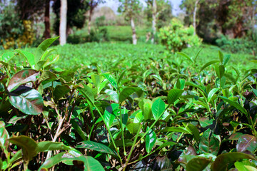 Tea leaves in closeup photo. Fresh Green tea tree leaves in eco herbal farm. Tree tea plantations in morning sunlight. Drinking organic relax heath plant. Green tea trees with two leaves and a bud