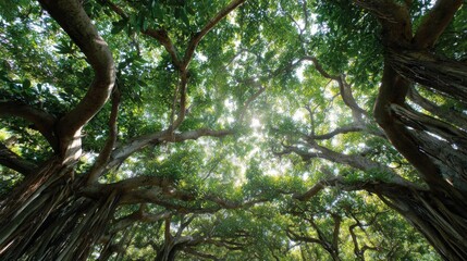 Fototapeta premium Lush Banyan Tree Canopy - A Verdant Symphony of Natures Grandeur.