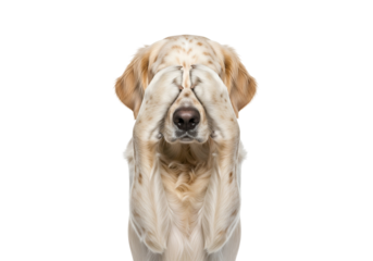A light beige and gold dog with paws covering its eyes against a black background, creating a humorous and intriguing visual.