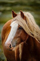Obraz premium Profile portrait of a beautiful Icelandic horse in a field.