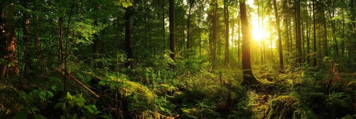 sun shining through the trees