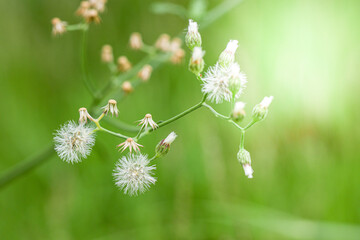 A serene close up of delicate wildflowers swaying gently in a vibrant green meadow. The soft sunlight enhances the tranquil and refreshing ambiance of spring.
