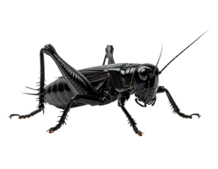 A striking black insect, possibly a cricket or katydid, is shown in a detailed close-up, its legs splayed, 