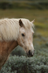 Obraz premium Profile portrait of a beautiful Icelandic horse in a field.