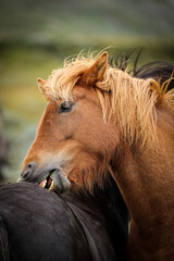 Fototapeta premium Horses biting each others backs in Norway.