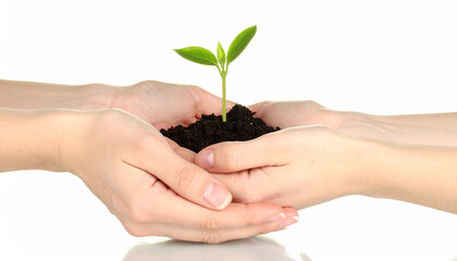 Two pairs of hands cradling a small green seedling in dark soil holding plant