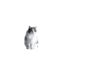 A fluffy white and grey cat sits attentively against a stark black background, its gaze directed slightly to the right