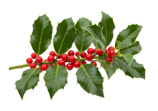 A close-up of a holly branch against a black background, featuring vibrant green leaves and clusters of bright red berries.