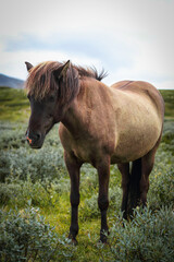 Fototapeta premium Icelandic horse with flowing mane standing in scenic green landscape