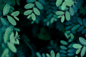 leaf frame on dark nature background
