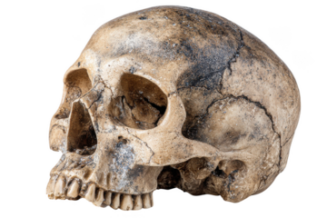 Detailed ancient human skull with cracks and weathering isolated on transparent background