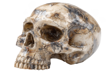 Detailed ancient cracked human skull with aged texture isolated on transparent background